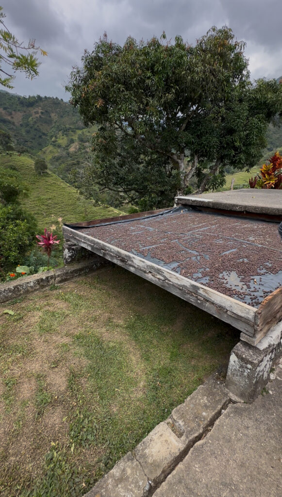 Coffee beans drying on a raised platform in the Colombian mountains, surrounded by lush green hills and tropical plants under an overcast sky